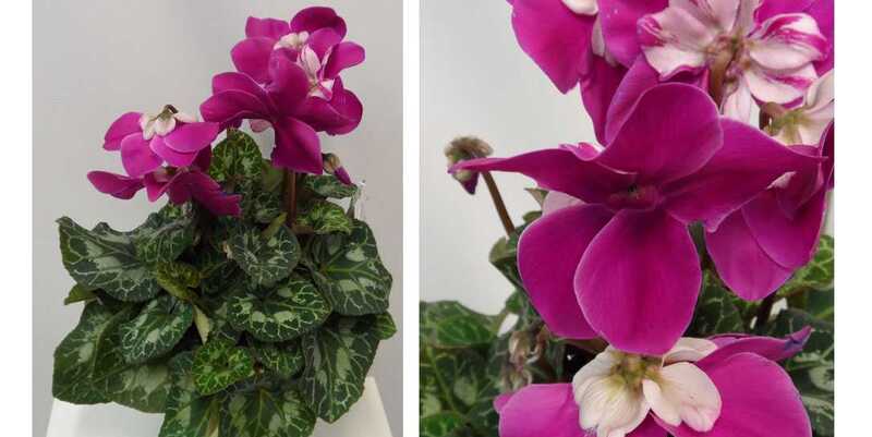 Цикломен Ф1