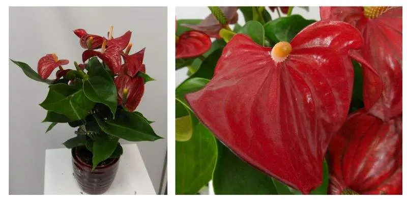 Антуриум Андрианум Пикколо Д12