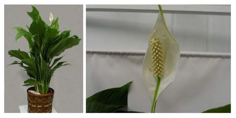 Спатифиллум Свит Лауретта Д21