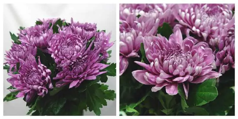 Резоме Дарк 