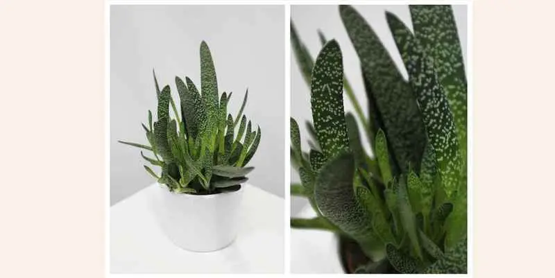 Алоэ микс в керамике Д7