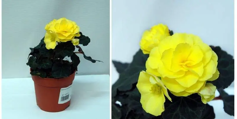 Бегония Клубневая Д10