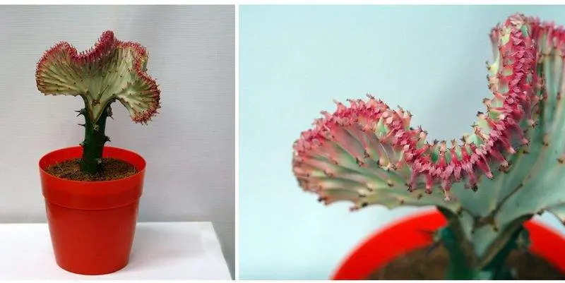 Эуфорбия Кристата (кашпо) Д12